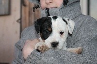 D'Amour Et D'Eau Fraiche - Jack Russell Terrier - Portée née le 21/11/2017