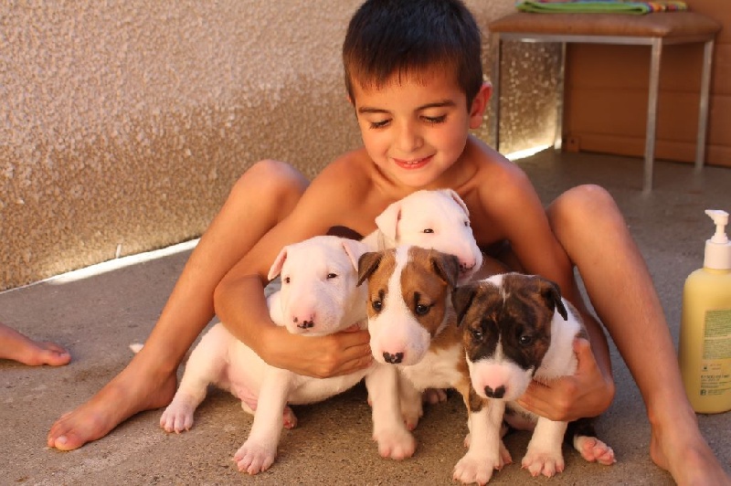 D'Amour Et D'Eau Fraiche - Bull Terrier - Portée née le 06/08/2016