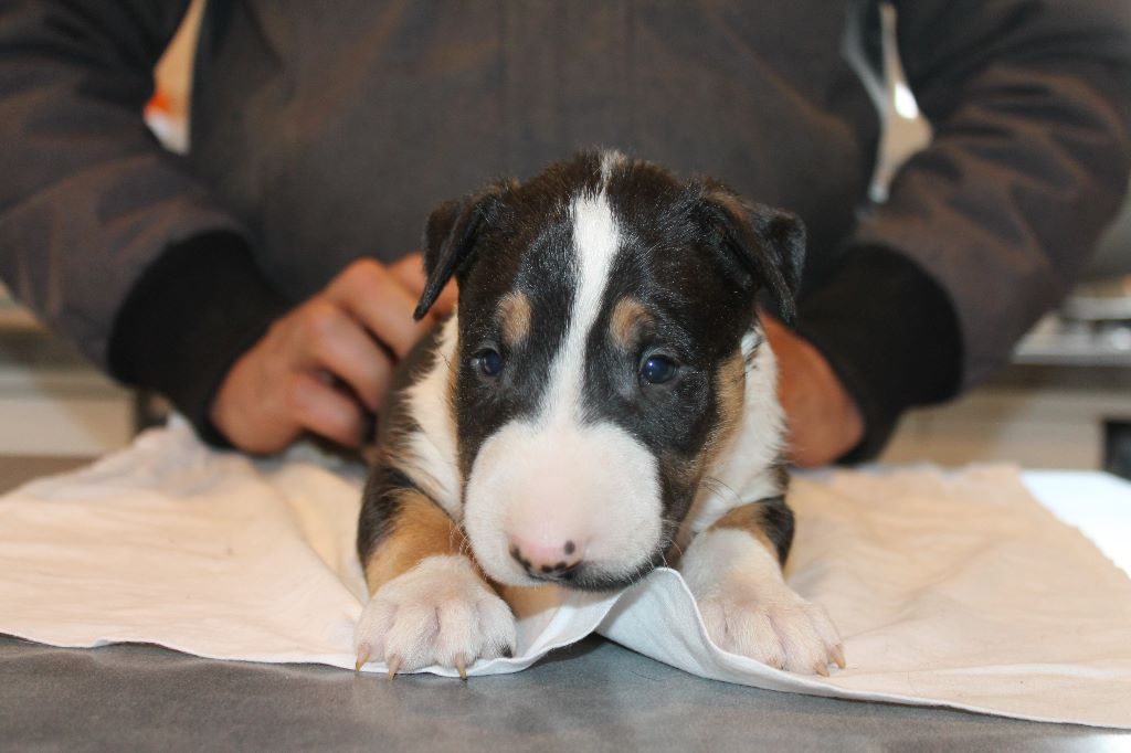 D'Amour Et D'Eau Fraiche - Bull Terrier - Portée née le 30/10/2017