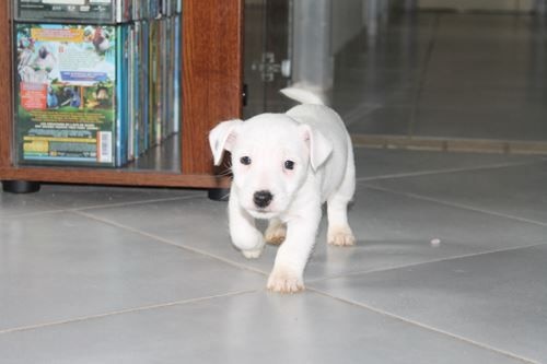 D'Amour Et D'Eau Fraiche - Jack Russell Terrier - Portée née le 25/12/2015